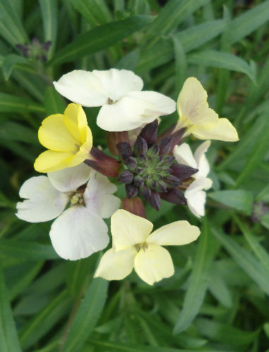 Erysimum Joy Gold The Collectors Corner Buy Unusual Perennial