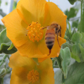 ABUTILON GRANDIFOLIUM