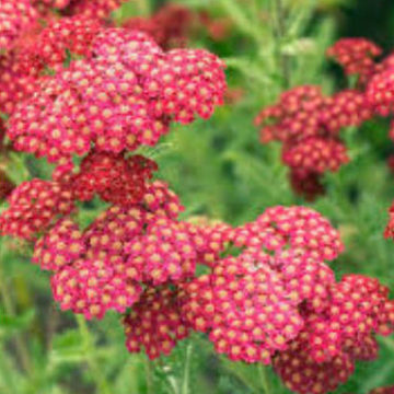 ACHILLEA FANAL