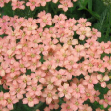 ACHILLEA SALMON BEAUTY