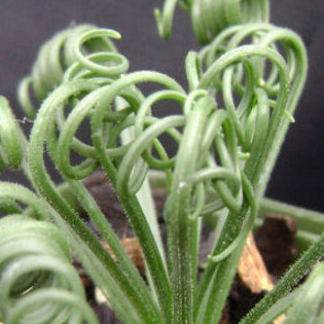 ALBUCA SPIRALIS