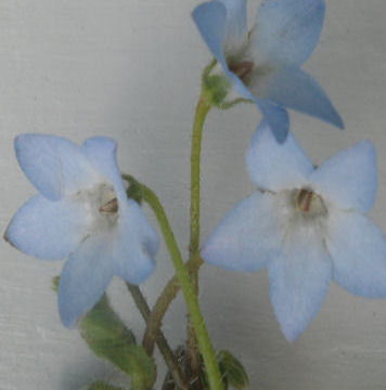 BORAGO PYGMAEA