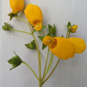 CALCEOLARIA BIFLORA