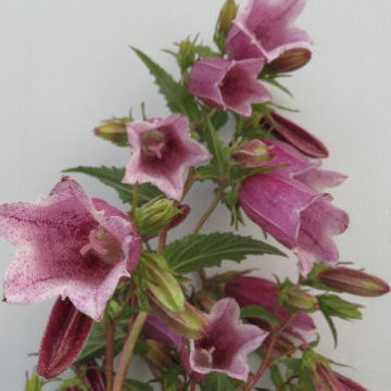 CAMPANULA PUNCTATA