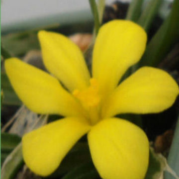 MORAEA GALAXIA