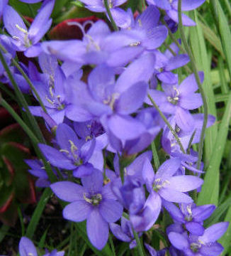 GEISSORHIZA ASPERA