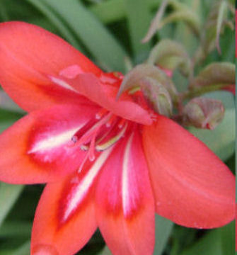 GLADIOLUS CARDINALIS HYBRID