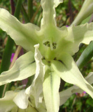 GLADIOLUS UNDULATUS