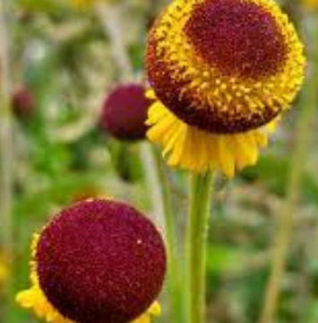 HELENIUM PUBERULUM