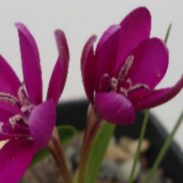 HESPERANTHA LATIFOLIA