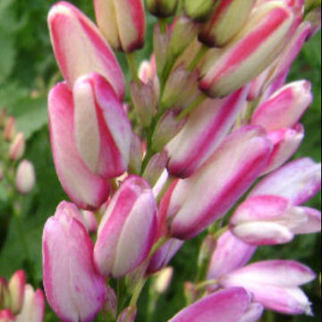 IXIA SPECIES CREAM / PINK