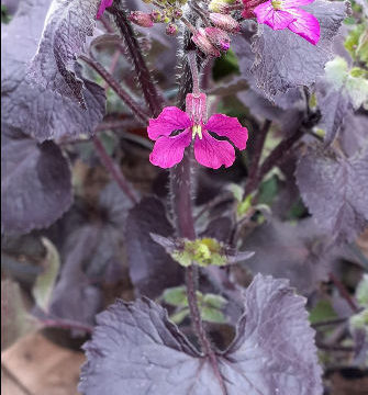 LUNARIA ANNUA CHEDGLOW