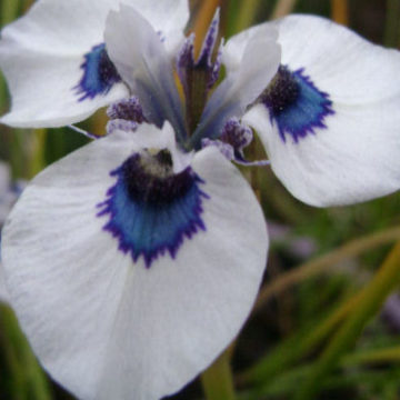 MORAEA ARISTATA