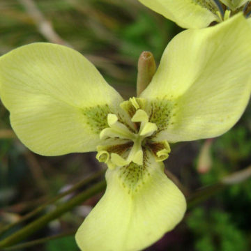 MORAEA BELLENDENII