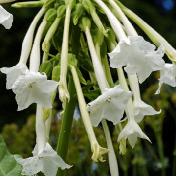 NICOTIANA SYLVESTRIS