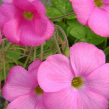 OXALIS BOWIEI