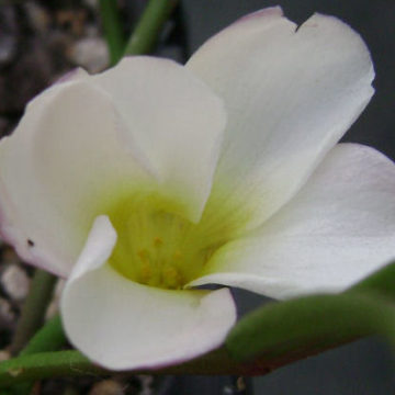 OXALIS FLAVA WHITE