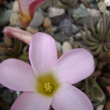 OXALIS FLAVA PINK