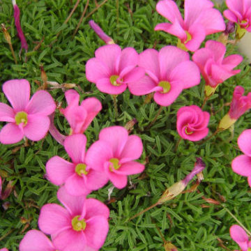 OXALIS GLABRA PINK