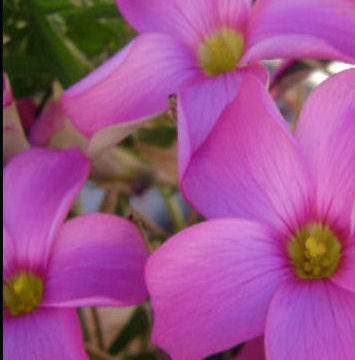 OXALIS HIRTA PINK