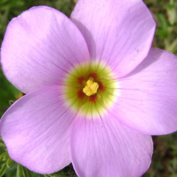 OXALIS HIRTA LAVENDER