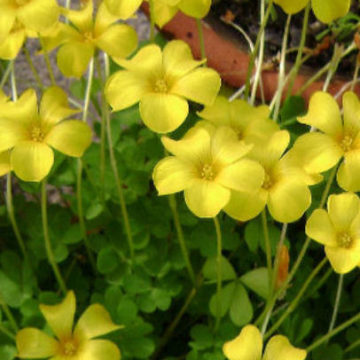 OXALIS LOBATA