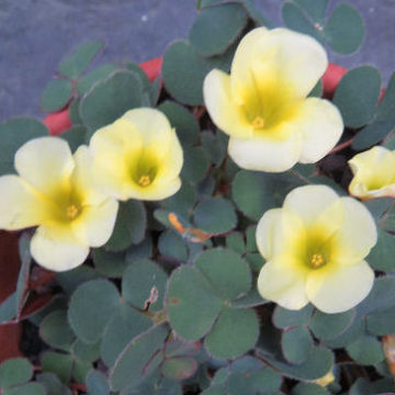 OXALIS LUTEOLA GLAUCA