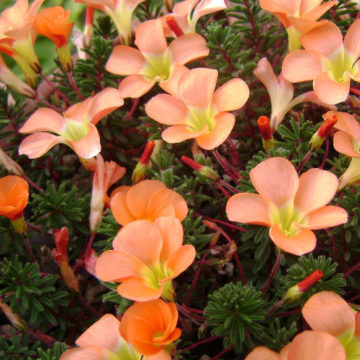 OXALIS MASSONIANA