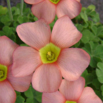 OXALIS OBTUSA APRICOT