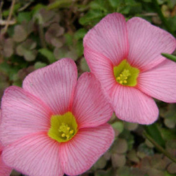 OXALIS OBTUSA PINK