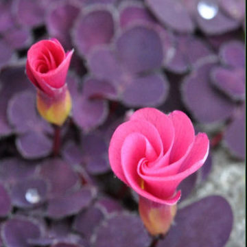 OXALIS PURPUREA GARNET