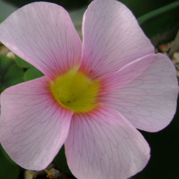 OXALIS PURPUREA PINK