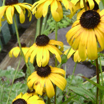 RUDBECKIA FULGIDA