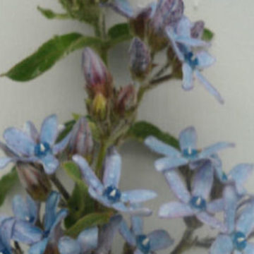 TWEEDIA CAERULEA