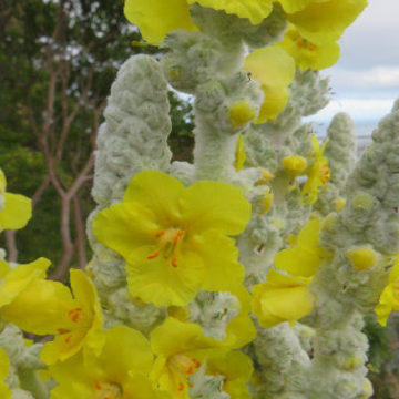 VERBASCUM BOMBYCIFERUM