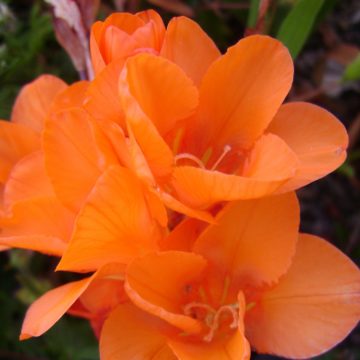 TRITONIA CROCATA – ORANGE