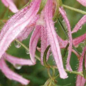 CAMPANULA PINK OCTOPUS