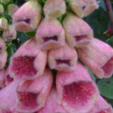 DIGITALIS MERTONENSIS