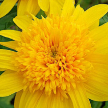 HELIANTHUS MULTIFLORUS