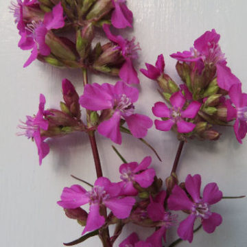 LYCHNIS VISCARIA SPLENDENS