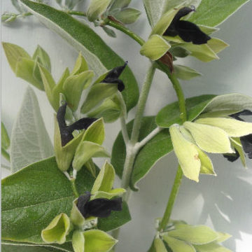 SALVIA DISCOLOR