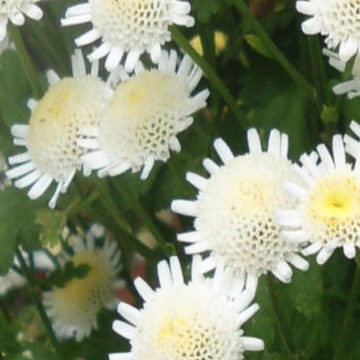 TANACETUM SELMA STAR