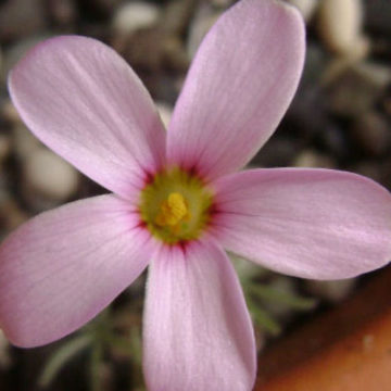 OXALIS ENGLERIANA