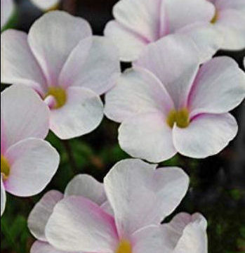 OXALIS GLABRA PALE PINK