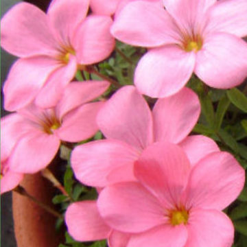 OXALIS GLABRA SALMON