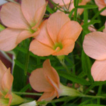 OXALIS GRACILIS