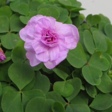 OXALIS NIDULANS