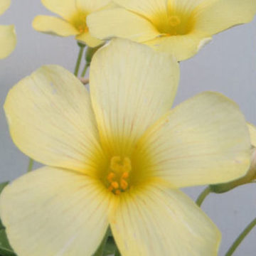 OXALIS OBTUSA PRIMROSE