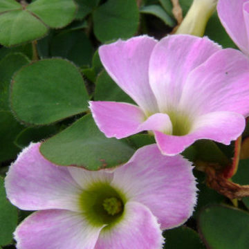 OXALIS PURPUREA LAVENDER & WHITE