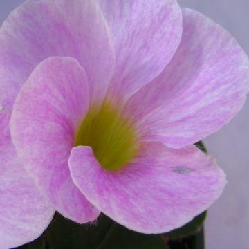 OXALIS PURPUREA – VEINED